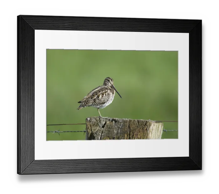 Framed Print : Common snipe (Gallinago gallinago) Framed Print : Common snipe (Gallinago gallinago)