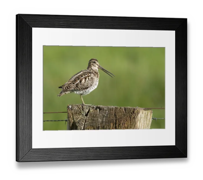 Framed Print : Common snipe (Gallinago gallinago)