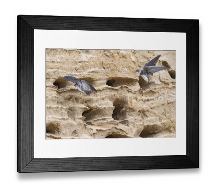 Framed Print : Sand martins (Riparia riparia) flying in front of a sand pit Sand excavation Framed Print : Sand martins (Riparia riparia) flying in front of a sand pit Sand excavation