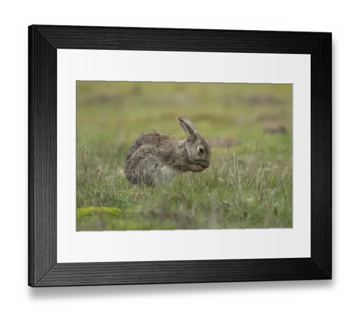 Framed Print : Rabbit (Oryctolagus cuniculus) adult animal washing its foot