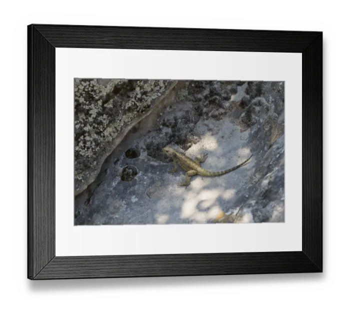 Framed Print : Lizard basking in the shade on a rocky ground Framed Print : Lizard basking in the shade on a rocky ground