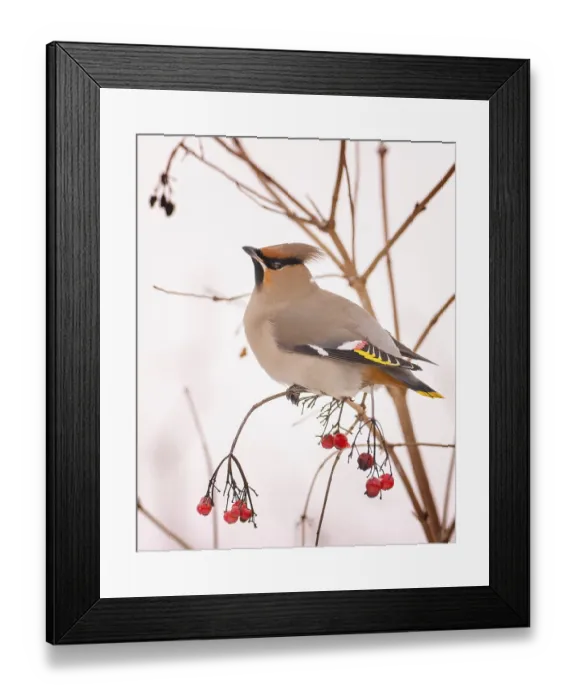 Framed Print : Waxwing (Bombycilla garrulus) foraging
