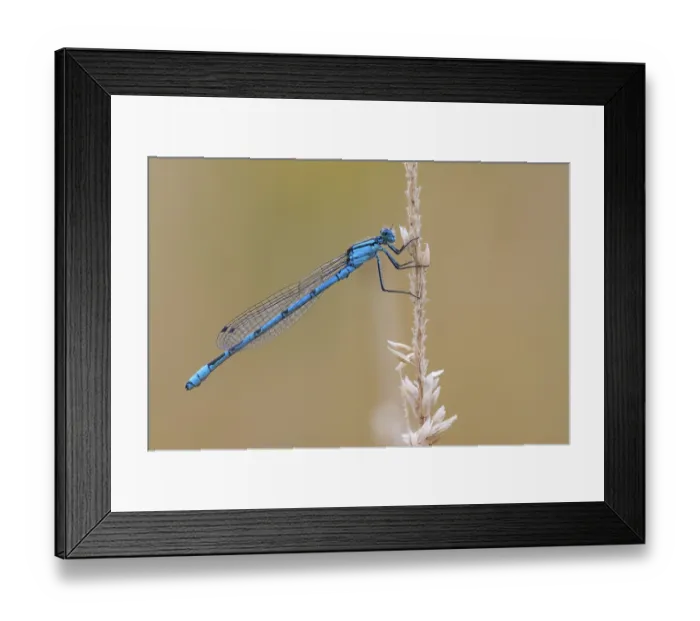 Framed Print : Common blue damselfly (Enallagma cyathigerum)