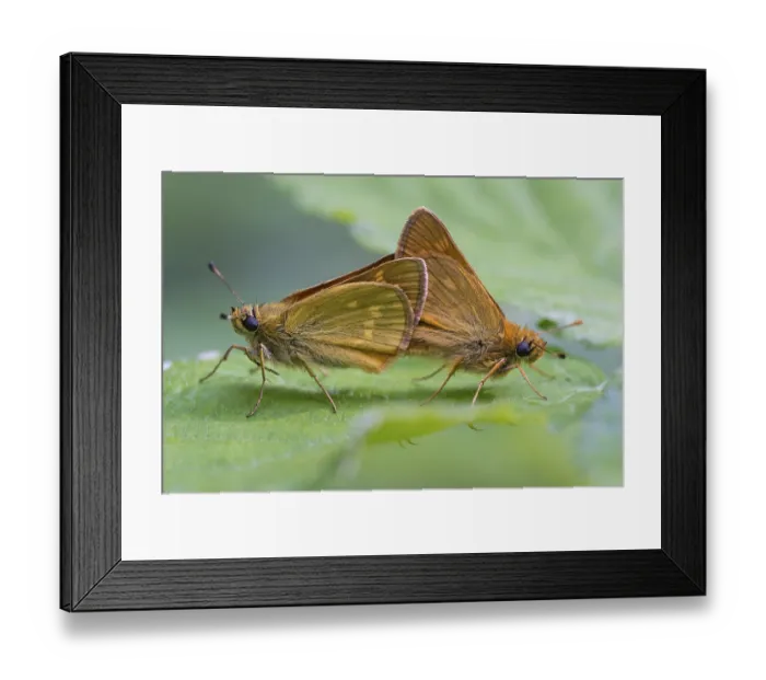 Framed Print : Large skipper (Ochlodes sylvanus) Framed Print : Large skipper (Ochlodes sylvanus)