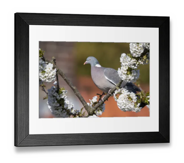 Framed Print : Woodpigeon (Columba palumbus) in a flowering cherry tree Framed Print : Woodpigeon (Columba palumbus) in a flowering cherry tree