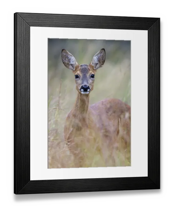 Framed Print : Female roe deer (Capreolus capreolus) in a meadow Framed Print : Female roe deer (Capreolus capreolus) in a meadow
