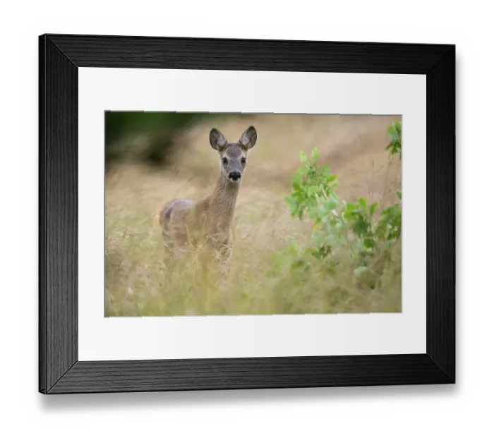 Framed Print : Fawn of a roe deer (Capreolus capreolus) in a meadow