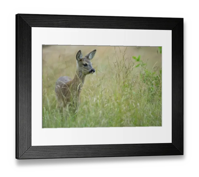 Framed Print : Fawn of a roe deer (Capreolus capreolus) in a meadow