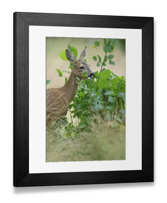 Framed Print : Female roe deer (Capreolus capreolus) in a meadow Framed Print : Female roe deer (Capreolus capreolus) in a meadow