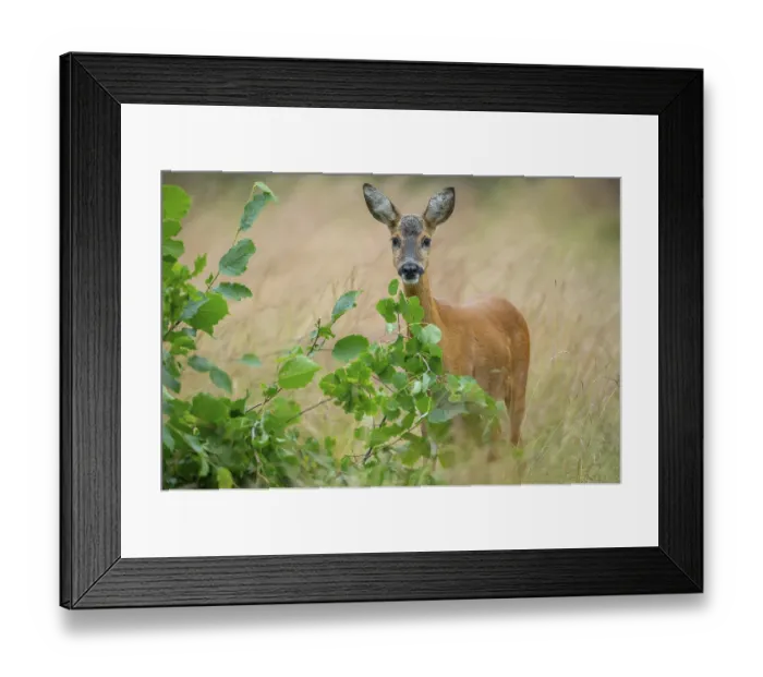 Framed Print : Female roe deer (Capreolus capreolus) in a meadow