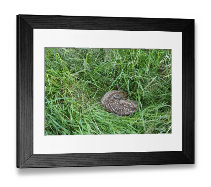 Framed Print : Fawn of a fallow deer (Dama dama) hidden in a meadow Framed Print : Fawn of a fallow deer (Dama dama) hidden in a meadow