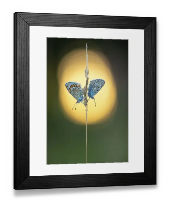 Framed Print : Blue butterfly (Polyommatus icarus) Framed Print : Blue butterfly (Polyommatus icarus)