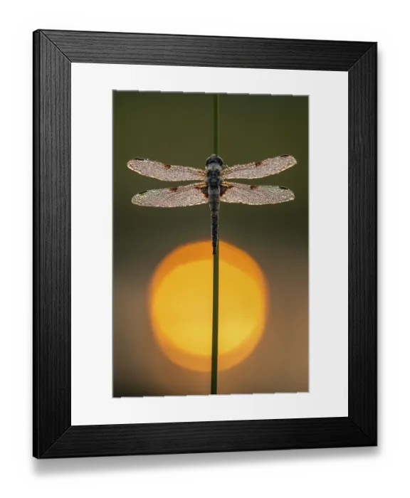 Framed Print : Four-spotted dragonfly (Libellula quadrimaculata) in the morning dew in the moor Framed Print : Four-spotted dragonfly (Libellula quadrimaculata) in the morning dew in the moor