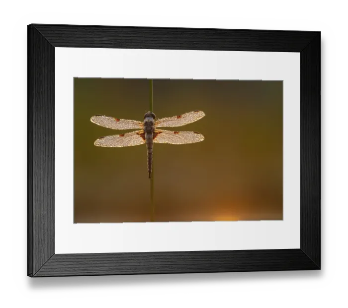 Framed Print : Four-spotted dragonfly (Libellula quadrimaculata) in the morning dew in the moor Framed Print : Four-spotted dragonfly (Libellula quadrimaculata) in the morning dew in the moor
