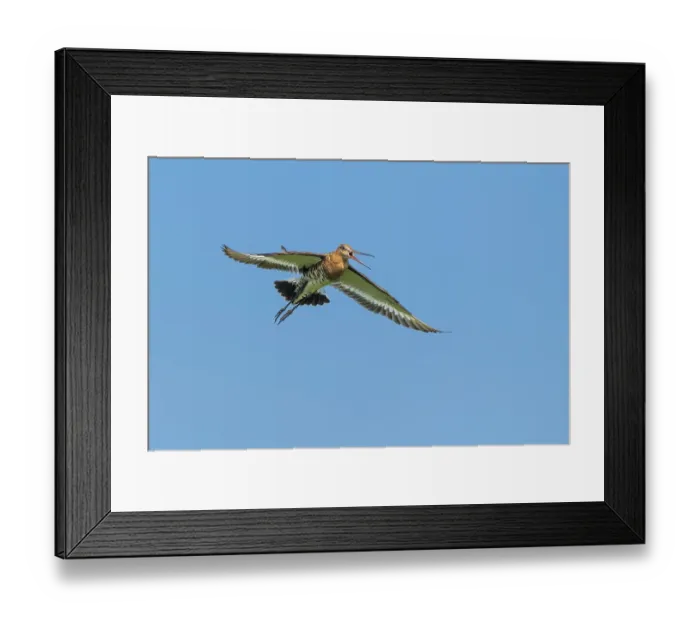 Framed Print : Black-tailed godwit (Limosa limosa) in flight