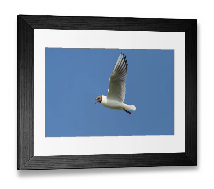 Framed Print : Flying Black-headed Black-headed Gull (Chroicocephalus ridibundus) Framed Print : Flying Black-headed Black-headed Gull (Chroicocephalus ridibundus)