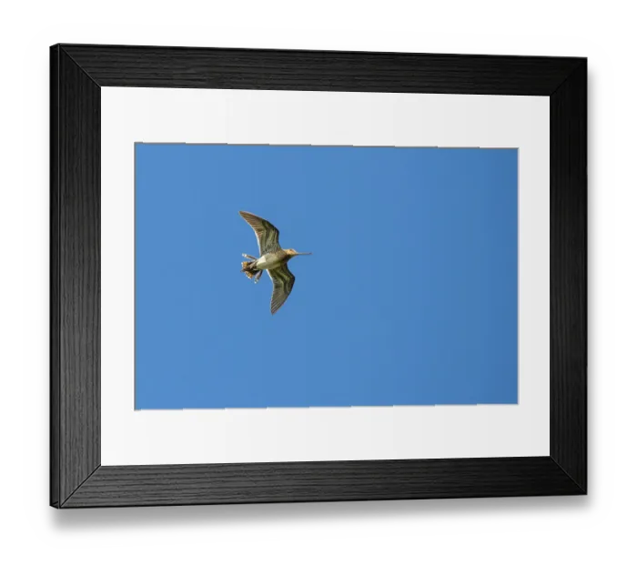 Framed Print : Common Snipe in mating flight, Lembruch