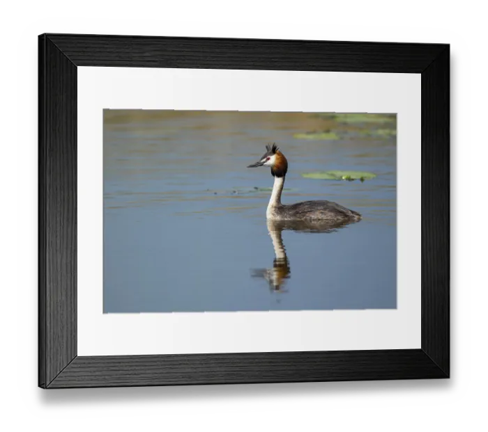 Framed Print : Great Crested Grebe (Podiceps cristatus) Framed Print : Great Crested Grebe (Podiceps cristatus)