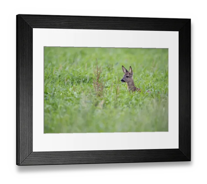 Framed Print : Roe deer, fawn (Capreolus capreolus) Framed Print : Roe deer, fawn (Capreolus capreolus)