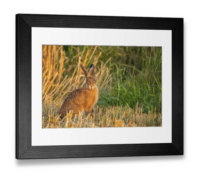 Framed Print : European hare (Lepus europaeus)