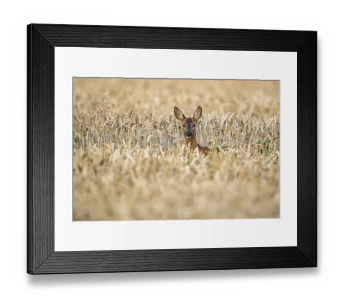 Framed Print : Female roe deer (Capreolus capreolus) in wheat