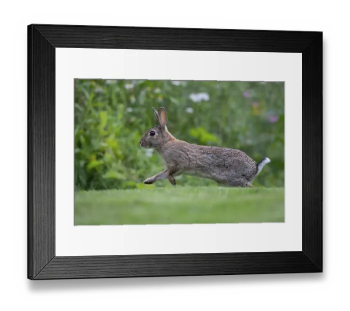 Framed Print : Wild rabbit (Oryctolagus cuniculus)