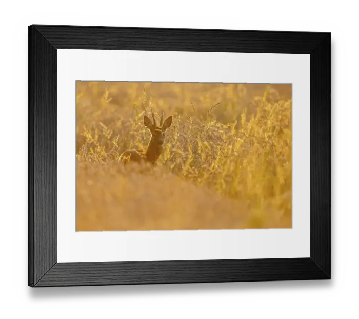 Framed Print : Roebuck (Capreolus capreolus) in the evening light Framed Print : Roebuck (Capreolus capreolus) in the evening light