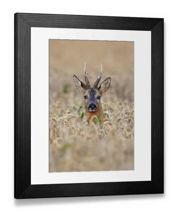 Framed Print : Roebuck (Capreolus capreolus) in wheat Framed Print : Roebuck (Capreolus capreolus) in wheat