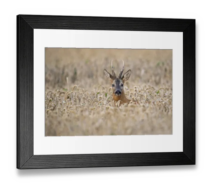 Framed Print : Roebuck (Capreolus capreolus) in wheat Framed Print : Roebuck (Capreolus capreolus) in wheat