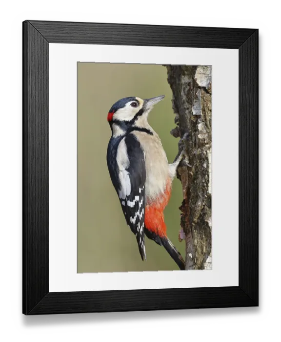 Framed Print : Great spotted woodpecker (Dendrocopus major) Framed Print : Great spotted woodpecker (Dendrocopus major)
