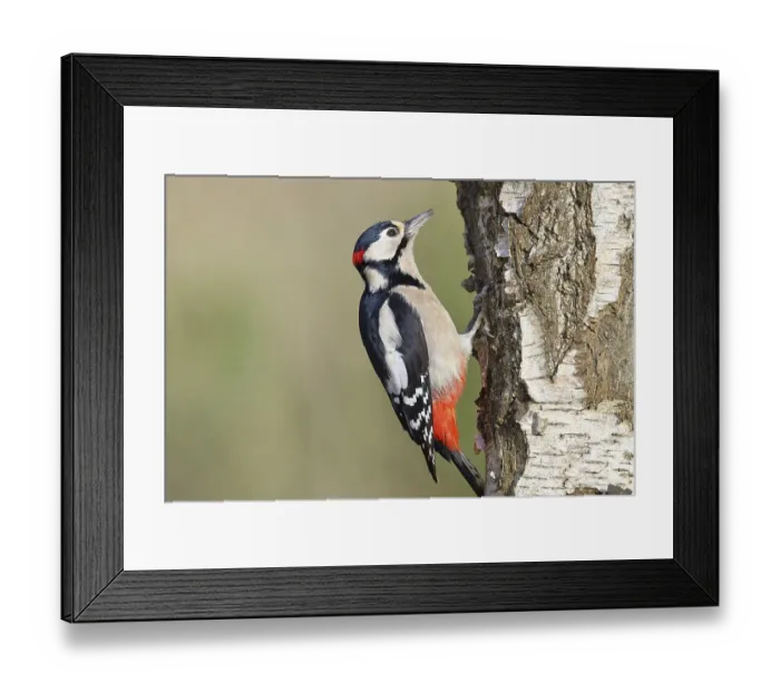 Framed Print : Great spotted woodpecker (Dendrocopus major)