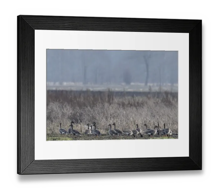 Framed Print : Bean geese (Anser fabalis), Emsland Framed Print : Bean geese (Anser fabalis), Emsland