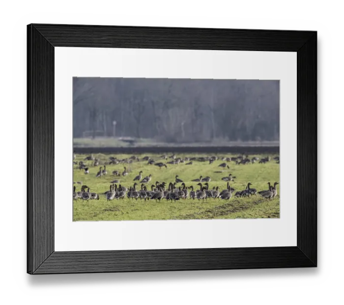 Framed Print : Bean geese (Anser fabalis), Emsland Framed Print : Bean geese (Anser fabalis), Emsland