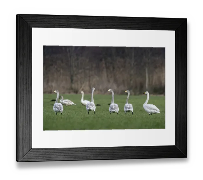 Framed Print : Whooper swans (Cygnus cygnus), Emsland