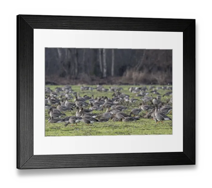 Framed Print : Bean geese (Anser fabalis), Emsland Framed Print : Bean geese (Anser fabalis), Emsland
