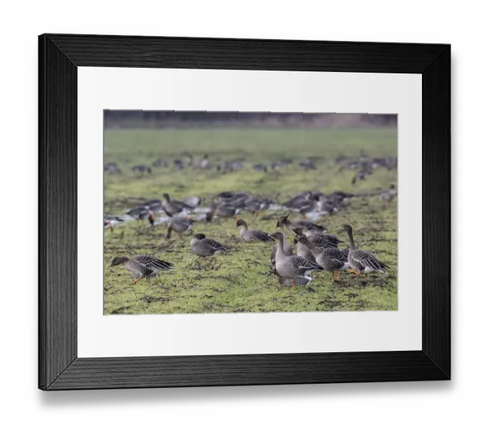 Framed Print : Bean geese (Anser fabalis), Emsland