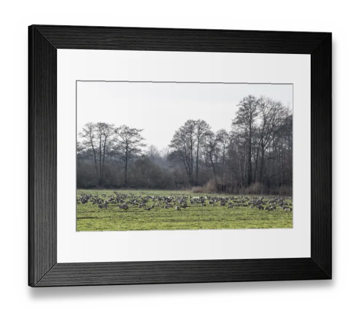 Framed Print : Bean geese (Anser fabalis), Emsland Framed Print : Bean geese (Anser fabalis), Emsland