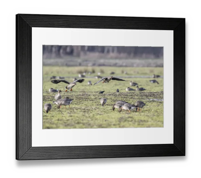 Framed Print : Bean geese (Anser fabalis), Emsland