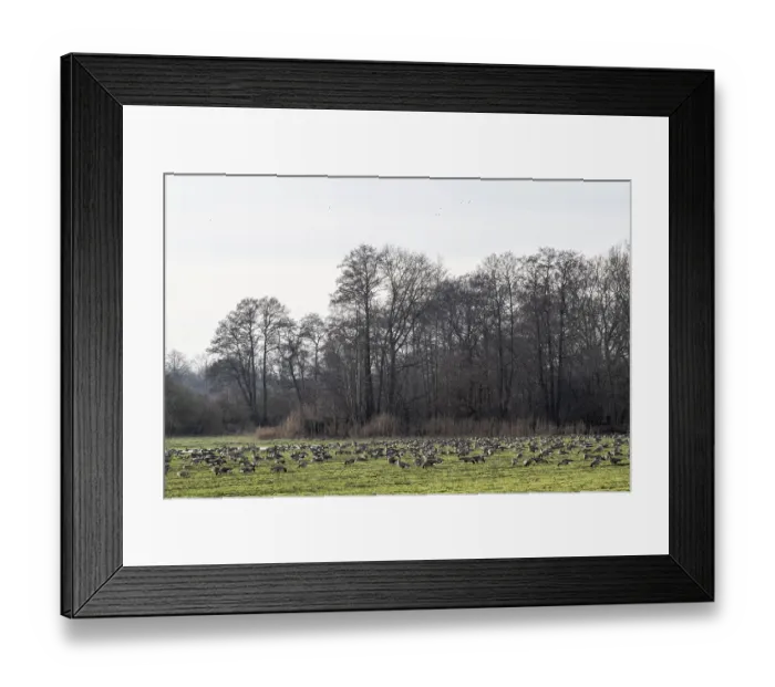 Framed Print : Bean geese (Anser fabalis), Emsland Framed Print : Bean geese (Anser fabalis), Emsland