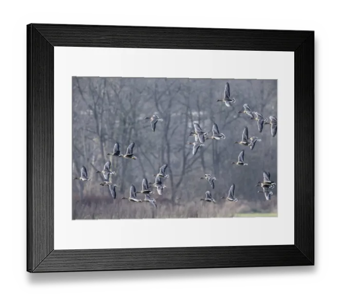 Framed Print : Bean geese (Anser fabalis), Emsland Framed Print : Bean geese (Anser fabalis), Emsland