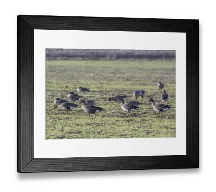 Framed Print : Bean geese (Anser fabalis), Emsland Framed Print : Bean geese (Anser fabalis), Emsland