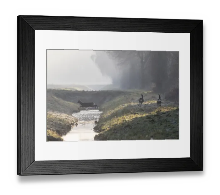 Framed Print : Roe deer (Capreolus capreolus) jumping over a ditch Framed Print : Roe deer (Capreolus capreolus) jumping over a ditch