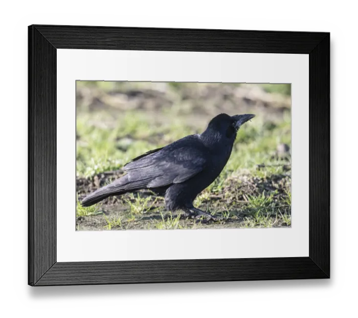 Framed Print : Rook (Corvus frugilegus), Emsland