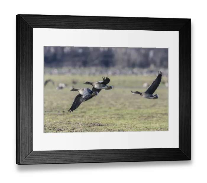 Framed Print : Bean geese (Anser fabalis), Emsland
