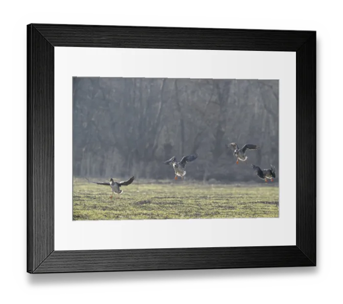 Framed Print : Bean geese (Anser fabalis), Emsland Framed Print : Bean geese (Anser fabalis), Emsland