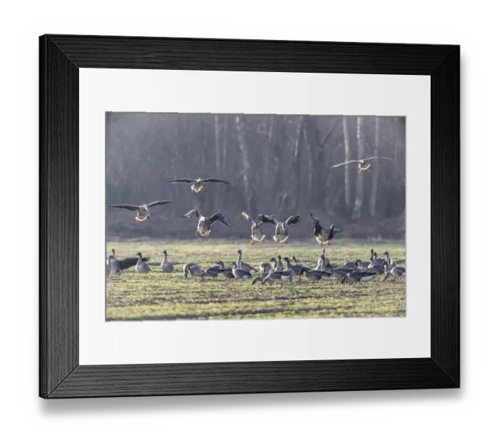 Framed Print : Bean geese (Anser fabalis), Emsland