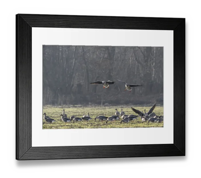 Framed Print : Bean geese (Anser fabalis), Emsland