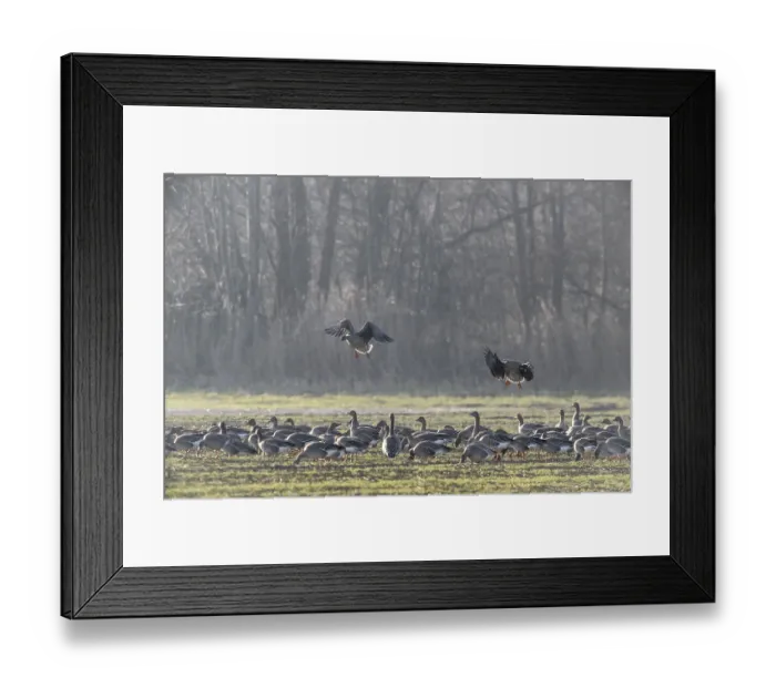 Framed Print : Bean geese (Anser fabalis), Emsland Framed Print : Bean geese (Anser fabalis), Emsland