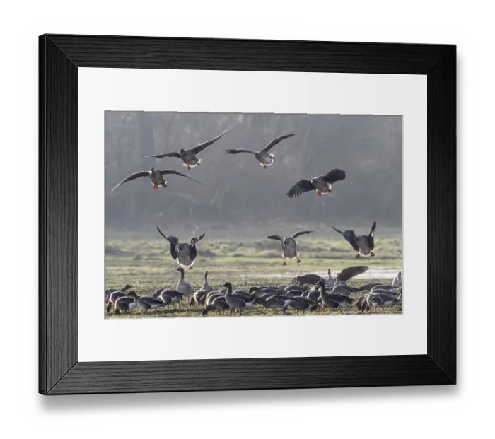 Framed Print : Bean geese (Anser fabalis), Emsland Framed Print : Bean geese (Anser fabalis), Emsland