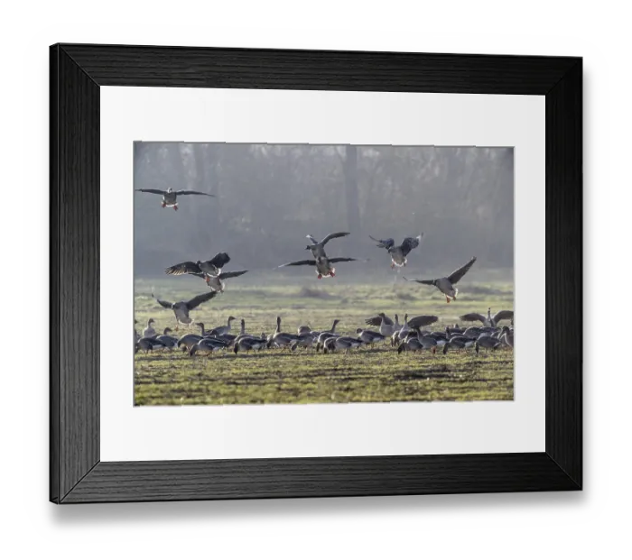 Framed Print : Bean geese (Anser fabalis), Emsland